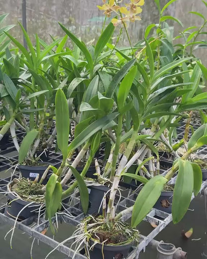 Dendrobium BL 1360