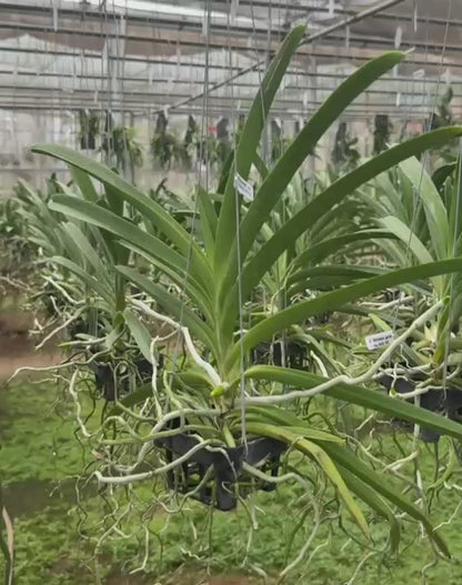 Vanda Siriwan Gold