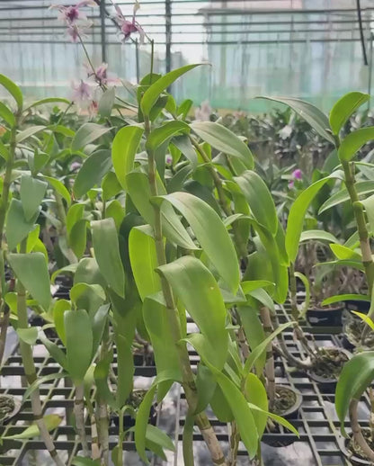 Dendrobium Cesar Chaid