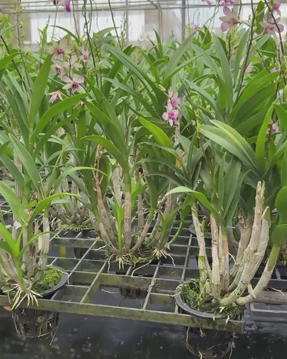 Dendrobium Chaopraya