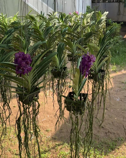 Vanda Bangsai Blue Star