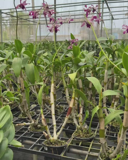 Dendrobium JK38 Botim