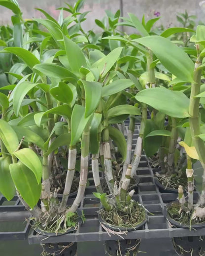 Dendrobium JK10 Cesar Chaid