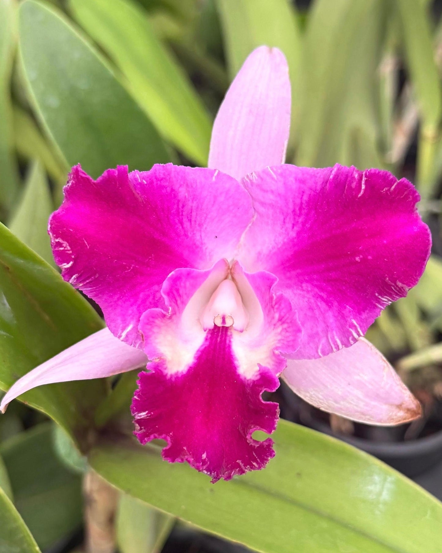 Cattleya Qing Ming Cat