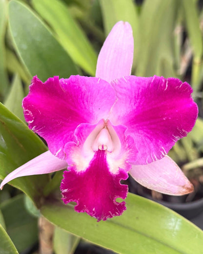Cattleya Qing Ming Cat