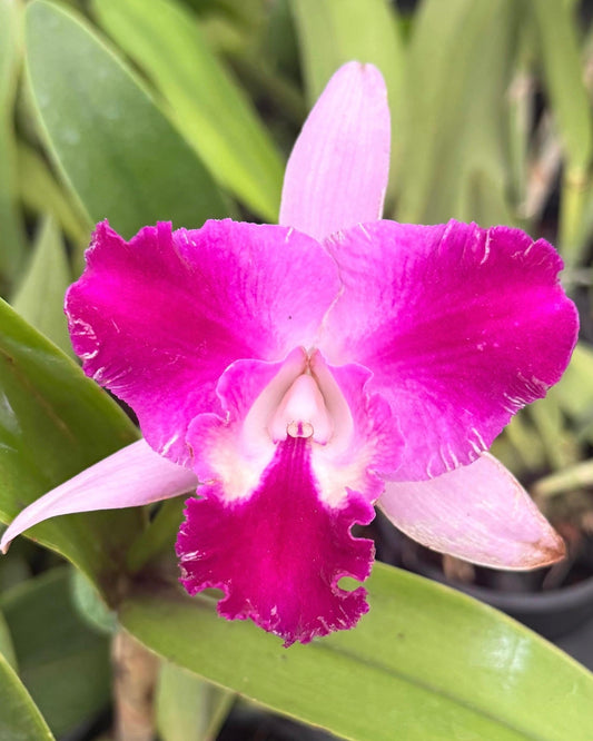Cattleya Qing Ming Cat
