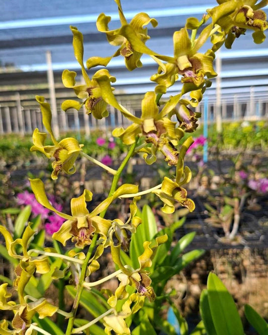 Dendrobium Jk50 Rabbit Yellow Brown Lip