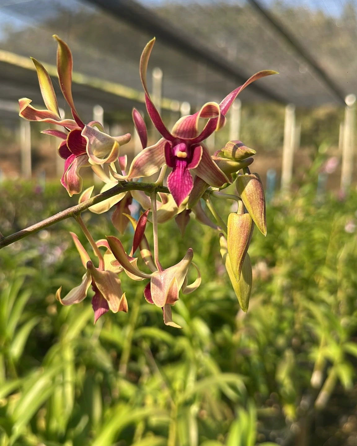 Dendrobium Rabbit Pink