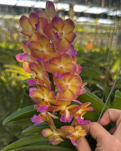 Vanda Rapeepath orchid – Pearl Orchids