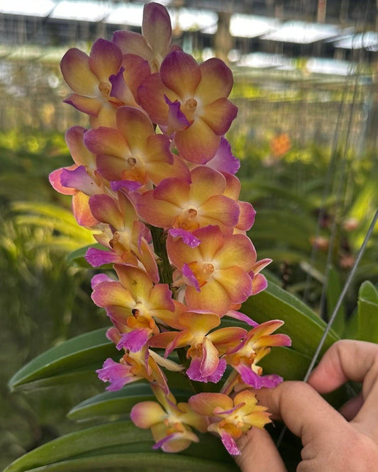 Vanda Rapeepath