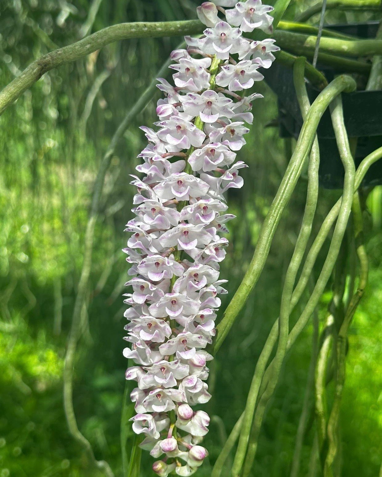 Rhyncostylis Retusa