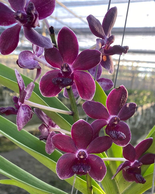 Vandachostylis Colmarie