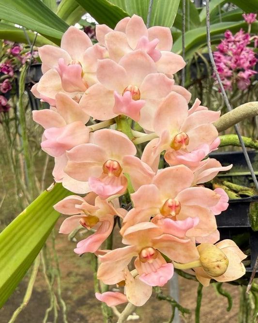 Rhyncostylis Gigantea Peach
