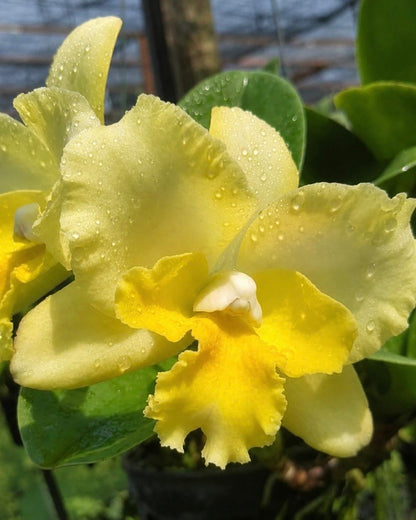 Cattleya River Kwai Rivers