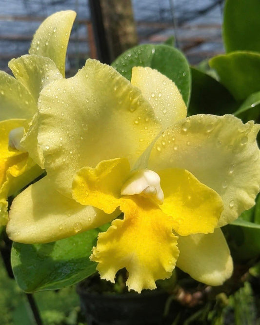 Cattleya River Kwai Rivers