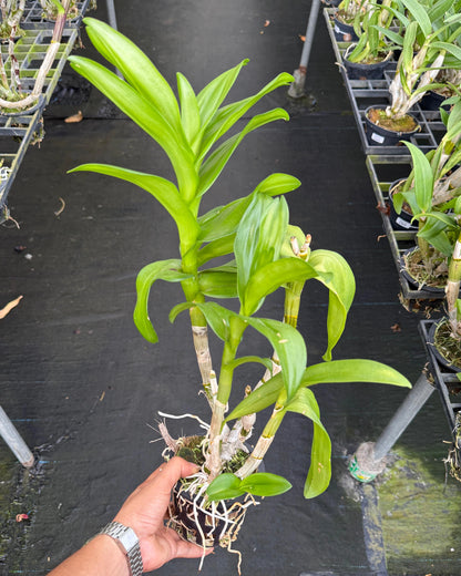 Dendrobium JK56 Sampran Thongchai