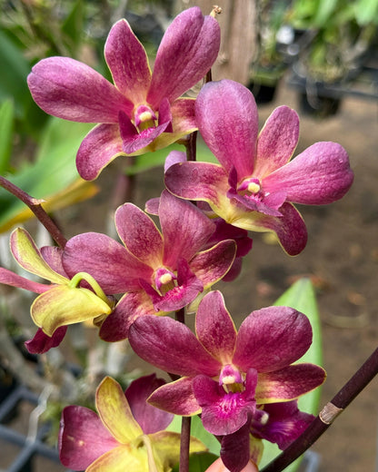 Dendrobium JK56 Sampran Thongchai
