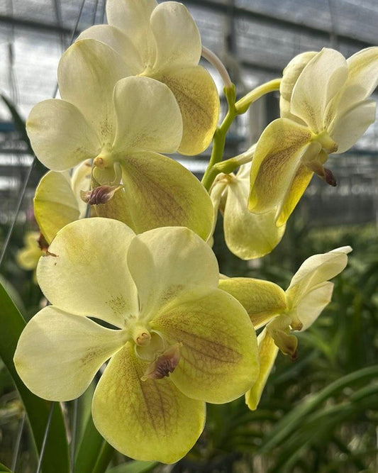 Vanda Sanderiana Alba x Hongslip