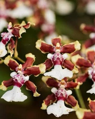 Oncidium Sharry Baby