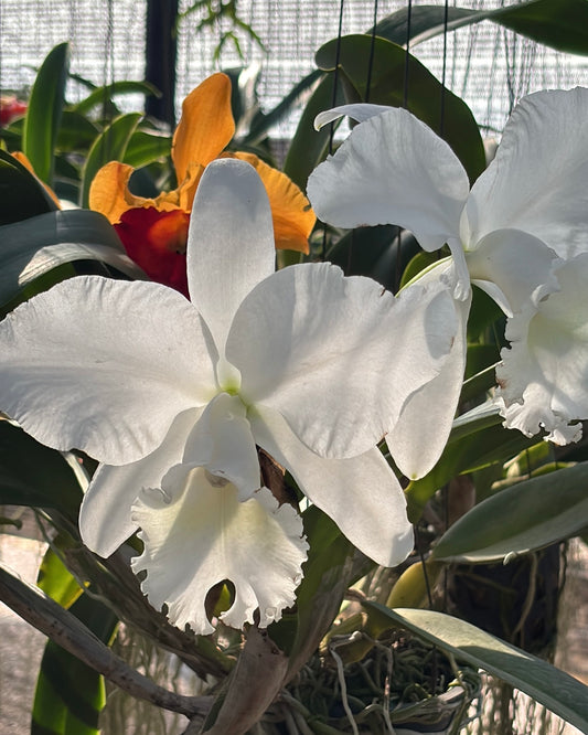 Cattleya Snow White