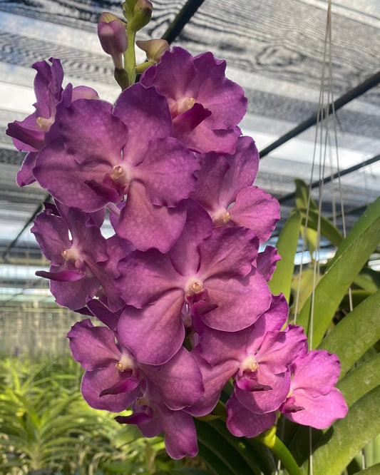 Vanda Violet Point (V.Somsri Blue Classic x V.PIne River) monster size