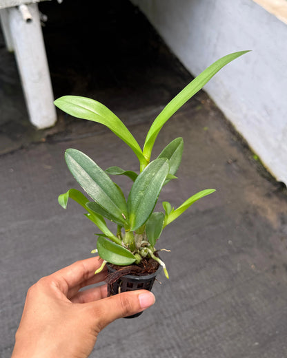 Dendrobium Sonia White