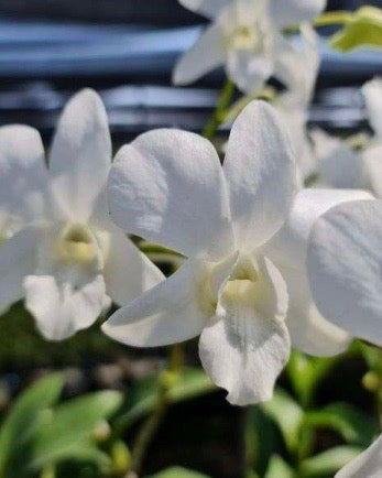 Dendrobium Sonia White