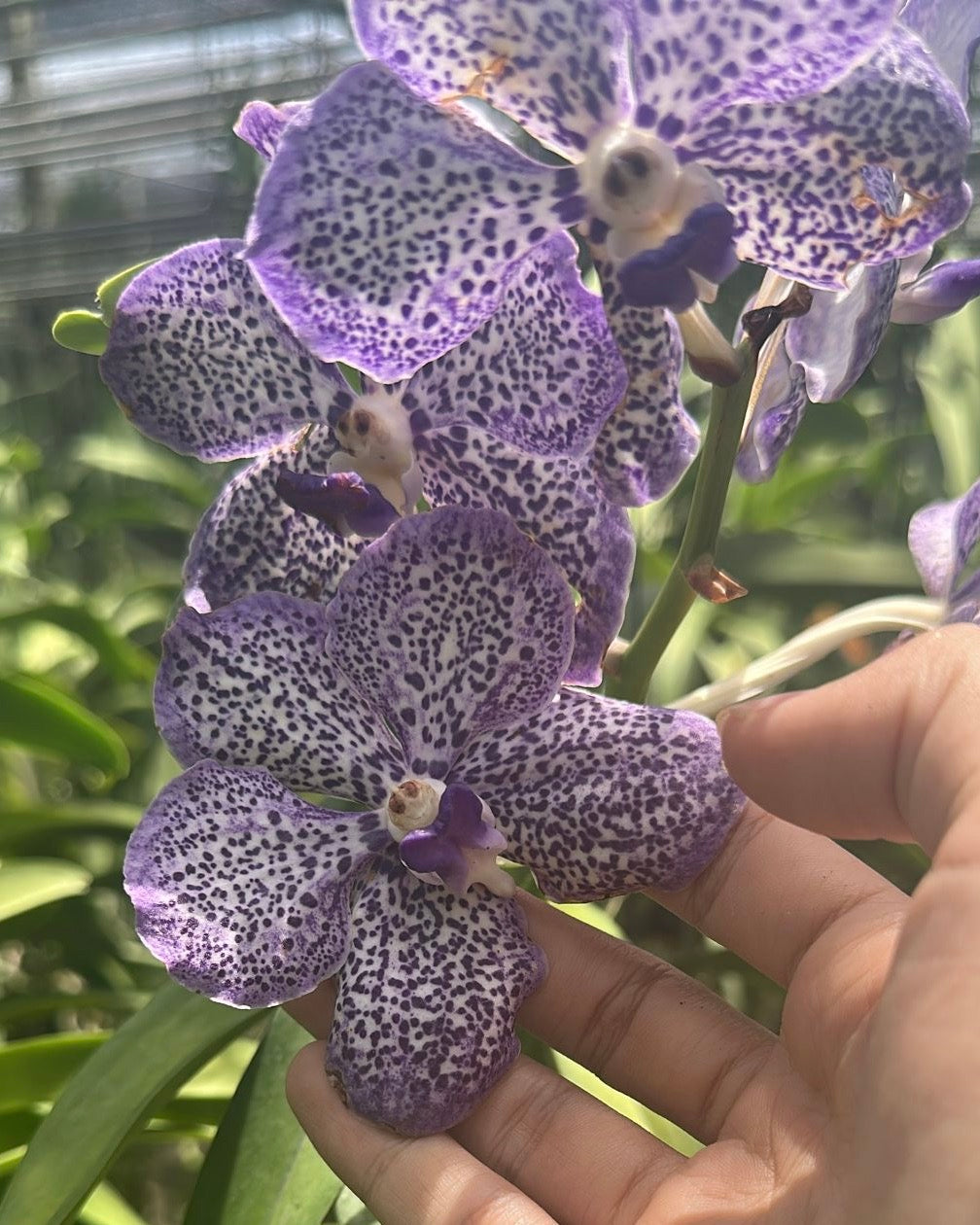 Papilionanda Sopita Blue #2