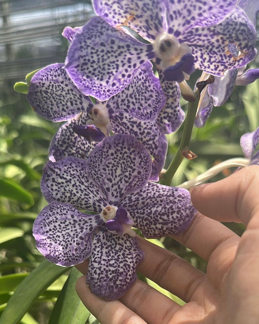 Papilionanda Sopita Blue #2