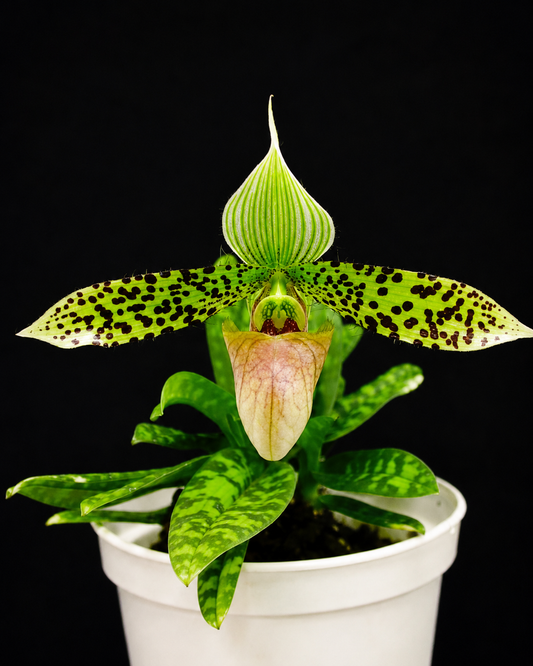 Paphiopedilum Sukhakulli