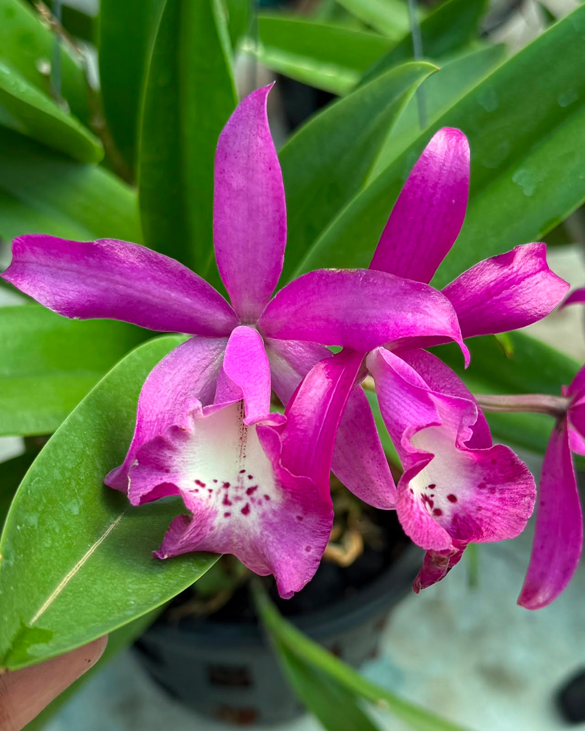 Cattleya Taiwan Mermaid orchid – Pearl Orchids orchid
