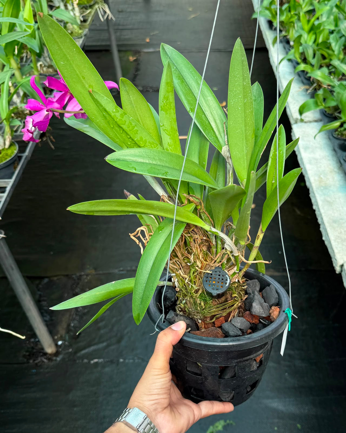 Cattleya Taiwan Mermaid orchid – Pearl Orchids orchid