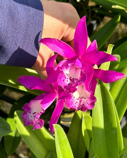Cattleya Taiwan Mermaid
