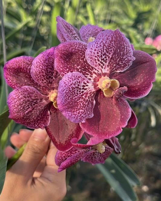 Vanda Dr. Anek x Taveesuka