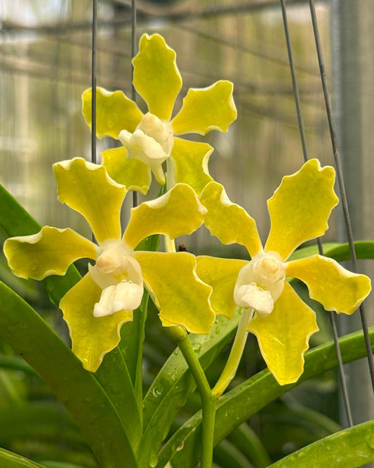 Vanda Tessellata Alba orchid