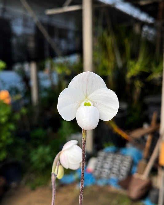 Paphiopedilum Thaianum