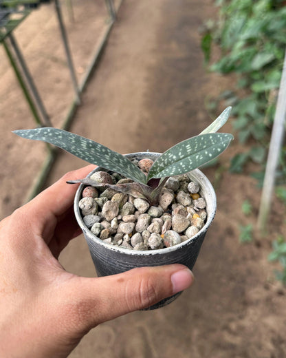 Paphiopedilum Thaianum