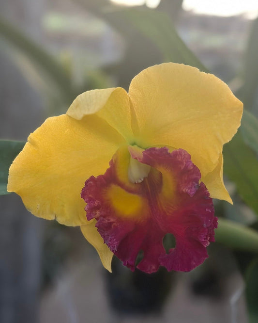 Cattleya Thongsuphan