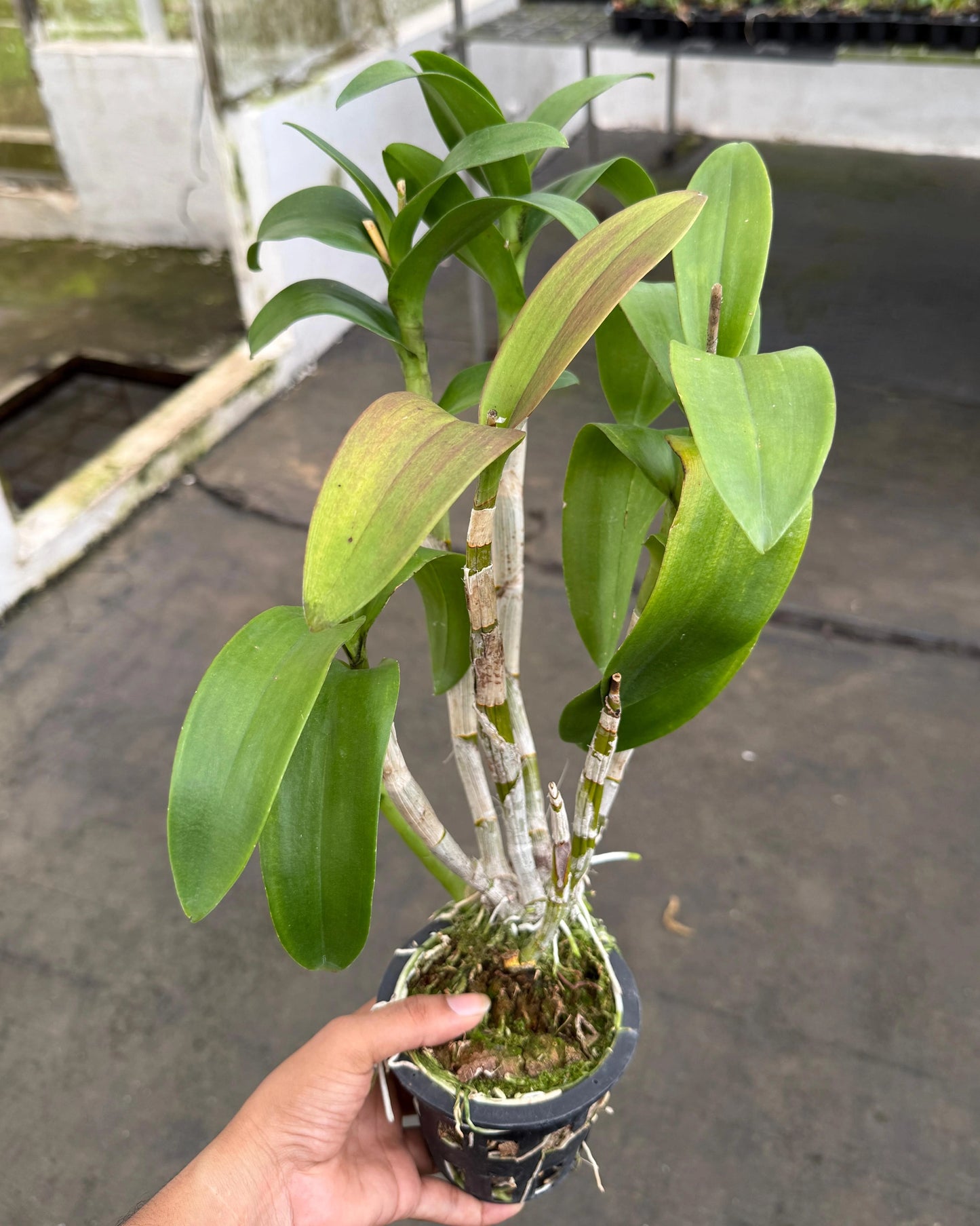 Dendrobium JK52 Two Tone
