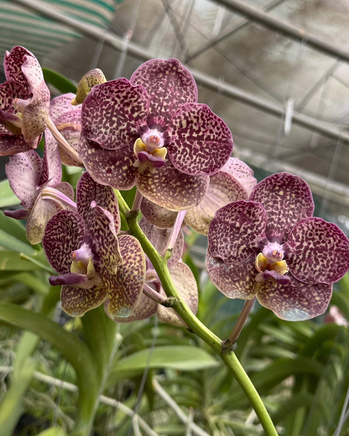 Vanda Two Tone x Kulwadee Fragrance