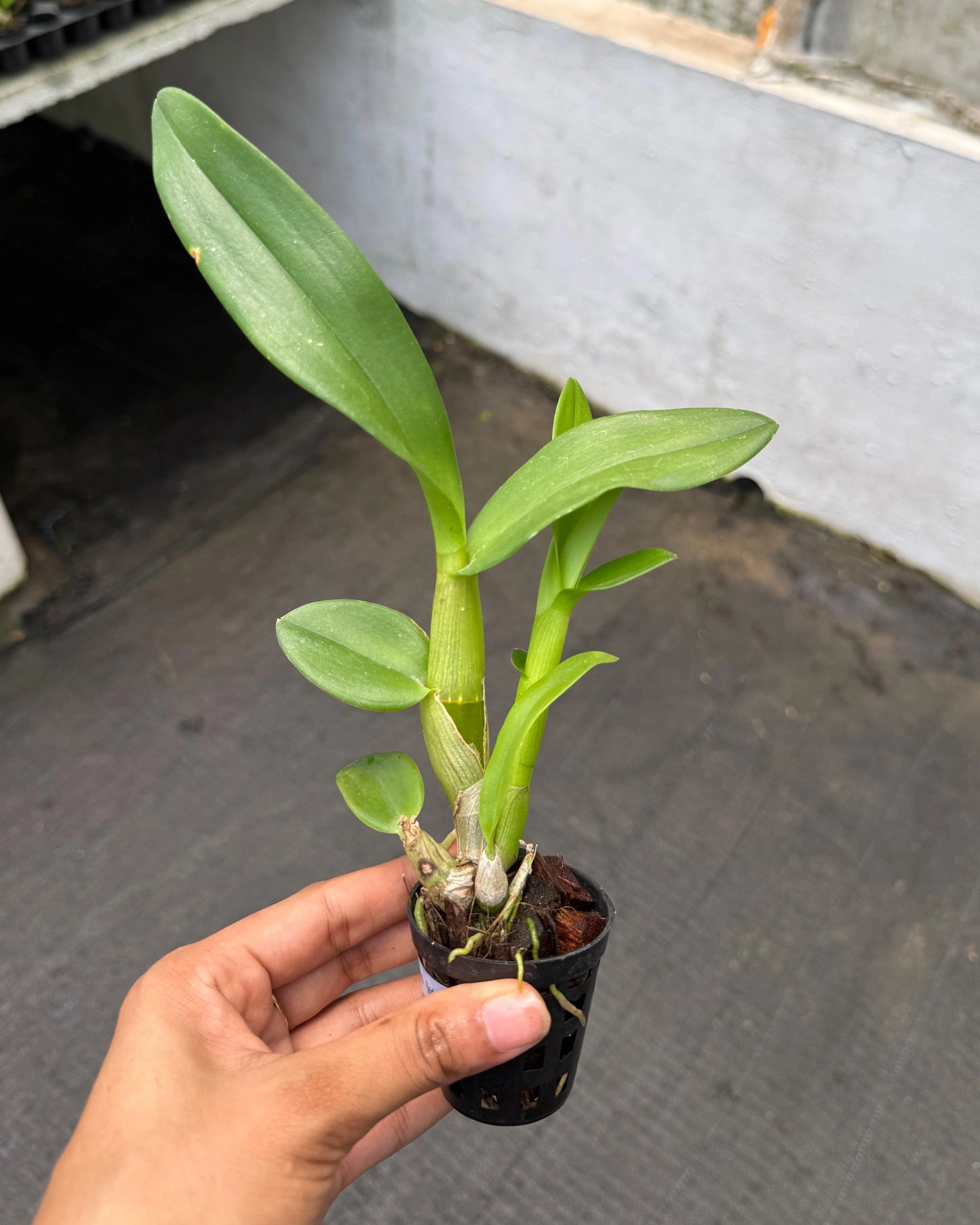 Dendrobium Udon Red
