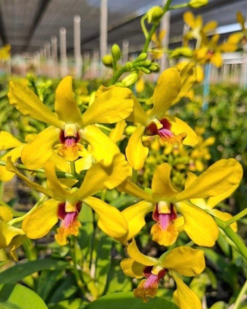 Dendrobium Uliwan x New Horizon