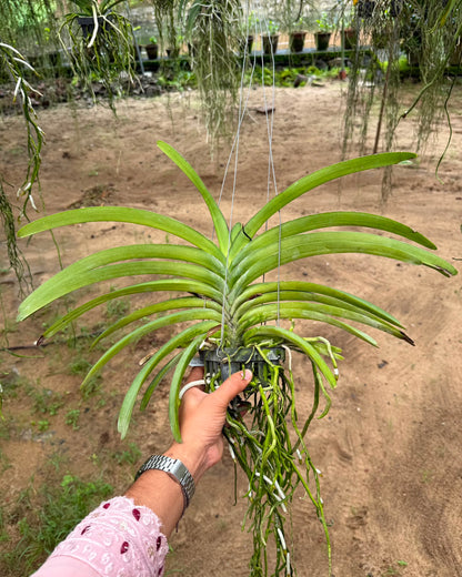 Vanda Rapeepath