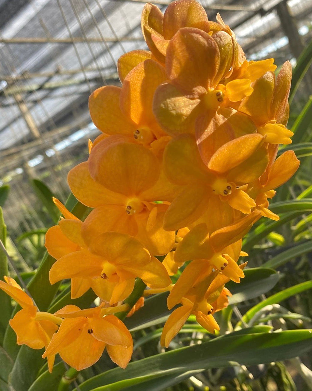 Vanda Charles Good Fellow x Bangkhutien