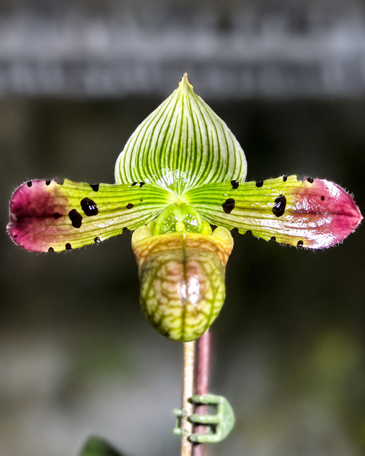 Paphiopedilum Venustum