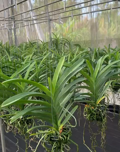 Vanda Saowapa Diamond