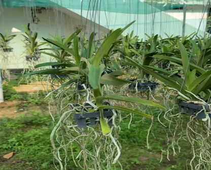 Vanda Varut Leopard