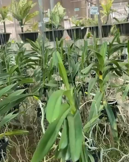 Vanda Ami x Somthawil