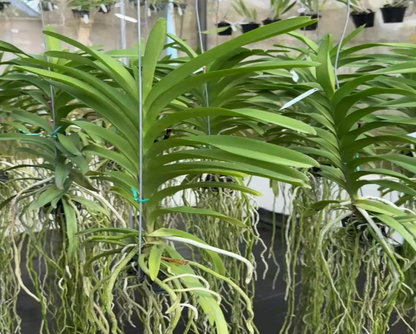 Vanda JKS 48