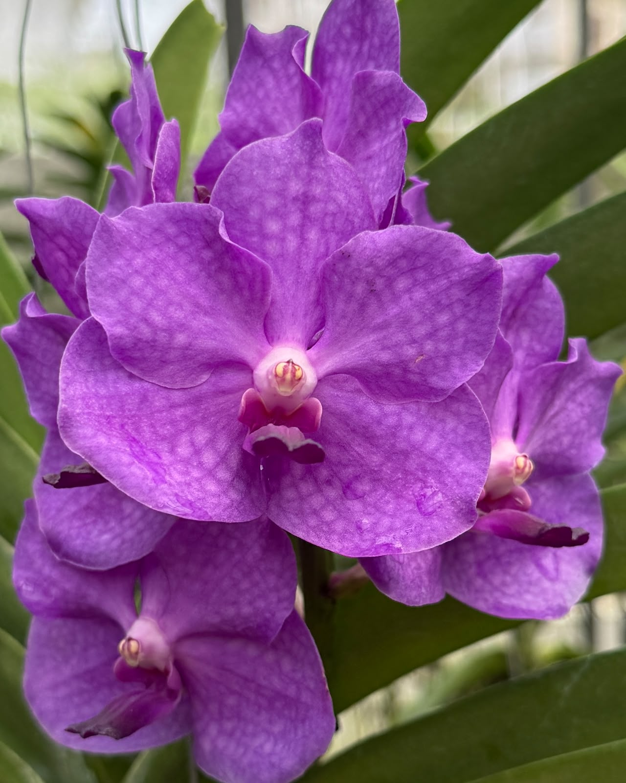 Vanda Violet Point (V.Somsri Blue Classic x V.Pine River) monster size